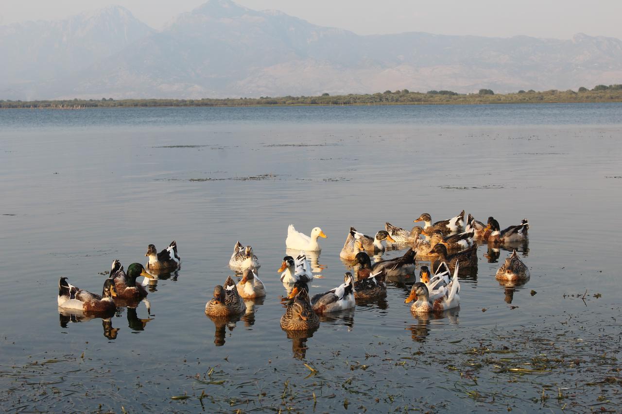 Hotel Shkodra Lake Široka Exteriér fotografie